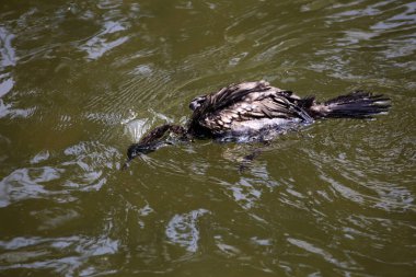 Phalacrocorax sülcirostris ya da küçük siyah karabatak. Su kuşu. 