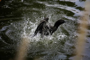 Phalacrocorax sülcirostris ya da küçük siyah karabatak. Su kuşu. 
