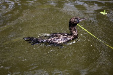 Phalacrocorax sülcirostris ya da küçük siyah karabatak. Su kuşu. 