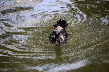 Phalacrocorax sülcirostris ya da küçük siyah karabatak. Su kuşu. 