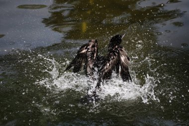 Phalacrocorax sülcirostris ya da küçük siyah karabatak. Su kuşu. 