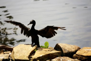 Phalacrocorax sülcirostris ya da küçük siyah karabatak. Su kuşu. 