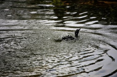 Phalacrocorax sülcirostris ya da küçük siyah karabatak. Su kuşu. 