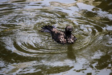 Phalacrocorax sülcirostris ya da küçük siyah karabatak. Su kuşu. 