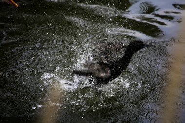 Phalacrocorax sülcirostris ya da küçük siyah karabatak. Su kuşu. 