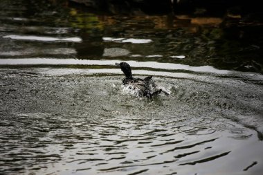 Phalacrocorax sülcirostris ya da küçük siyah karabatak. Su kuşu. 