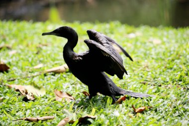 Phalacrocorax sulcirostris or the little black cormorant. Water bird  clipart