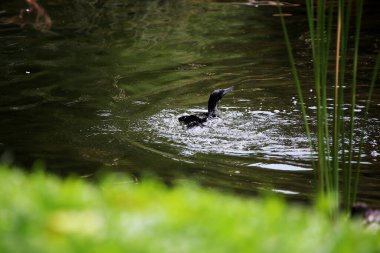 Phalacrocorax sülcirostris ya da küçük siyah karabatak. Su kuşu. 