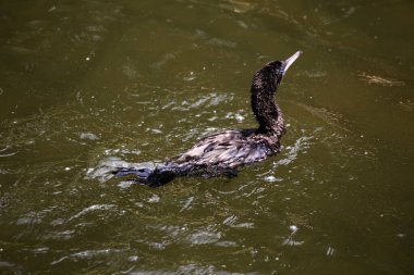 Phalacrocorax sülcirostris ya da küçük siyah karabatak. Su kuşu. 