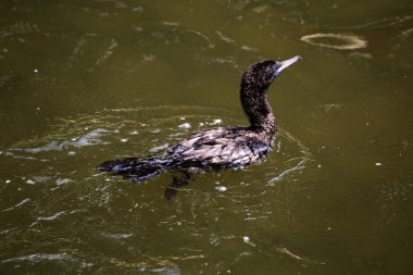 Phalacrocorax sülcirostris ya da küçük siyah karabatak. Su kuşu. 