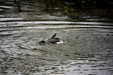 Phalacrocorax sülcirostris ya da küçük siyah karabatak. Su kuşu. 