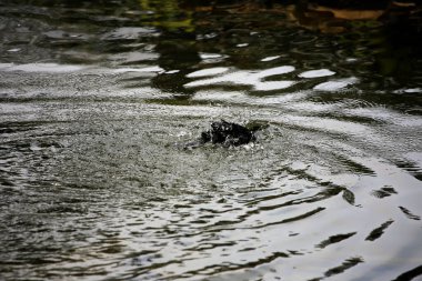 Phalacrocorax sülcirostris ya da küçük siyah karabatak. Su kuşu. 