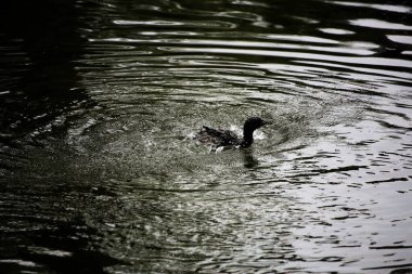 Phalacrocorax sülcirostris ya da küçük siyah karabatak. Su kuşu. 