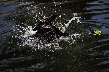 Phalacrocorax sülcirostris ya da küçük siyah karabatak. Su kuşu. 