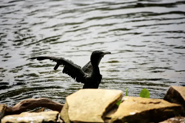 Phalacrocorax sülcirostris ya da küçük siyah karabatak. Su kuşu. 