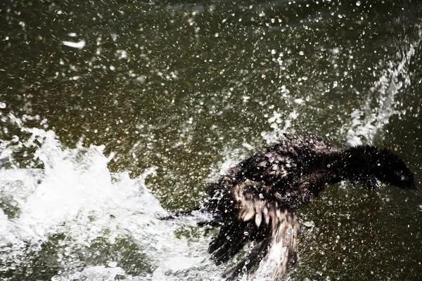stock image Phalacrocorax sulcirostris or the little black cormorant. Water bird 