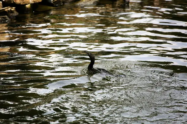 Phalacrocorax sülcirostris ya da küçük siyah karabatak. Su kuşu. 