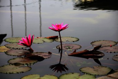 Su nilüferleri ya da Nymphaea. Bitkiler durgun suyun yüzeyinde güzel çiçeklerle büyürler..