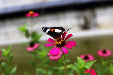 Kelebekler çiçek açan nektarı emerler..