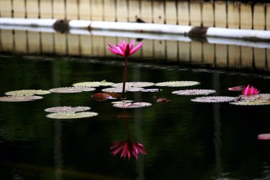 Su nilüferleri ya da Nymphaea. Bitkiler durgun suyun yüzeyinde güzel çiçeklerle büyürler..