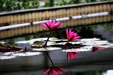 Su nilüferleri ya da Nymphaea. Bitkiler durgun suyun yüzeyinde güzel çiçeklerle büyürler..