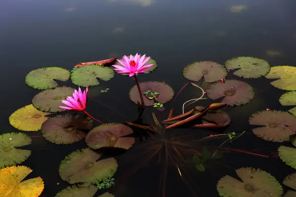 stock image Waterlilies or Nymphaea. Plants grow on the surface of calm water with beautiful flowers.