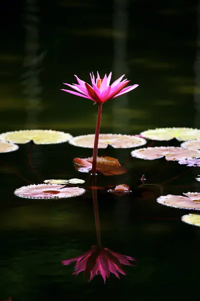 stock image Waterlily or Nymphaea. Plant grow on the surface of calm water with beautiful flower