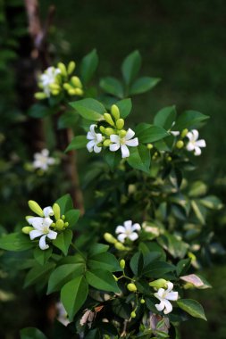 Portakallı jessamin, portakalla ya da Murraya paniklemesi. Güzel kokulu süs bitkisi. Yerel adı Kemuning..