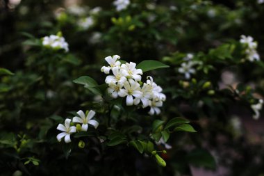 Portakallı jessamin, portakalla ya da Murraya paniklemesi. Güzel kokulu süs bitkisi. Yerel adı Kemuning..