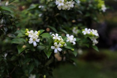 Portakallı jessamin, portakalla ya da Murraya paniklemesi. Güzel kokulu süs bitkisi. Yerel adı Kemuning..