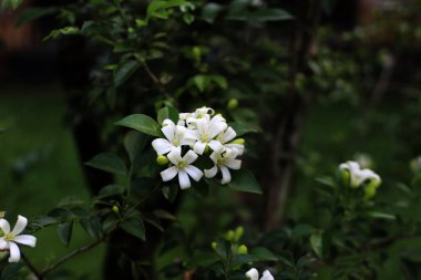 Portakallı jessamin, portakalla ya da Murraya paniklemesi. Güzel kokulu süs bitkisi. Yerel adı Kemuning..