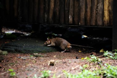 Lağım faresi ya da başka bir isimle Norveçli sıçan, genellikle sokaklarda ya da kanallarda yaşayan Asya kökenli bir tür faredir..