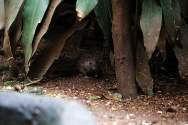 Lağım faresi ya da başka bir isimle Norveçli sıçan, genellikle sokaklarda ya da kanallarda yaşayan Asya kökenli bir tür faredir..