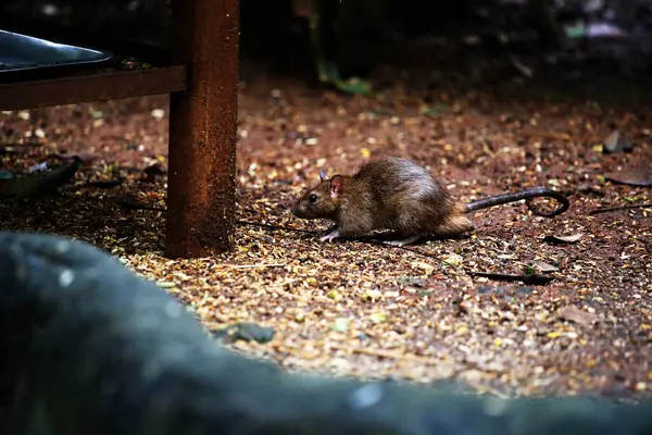 stock image The sewage rat or by another name the Norwegian rat is a type of rat originating from Asia that generally lives in the streets or gutters.