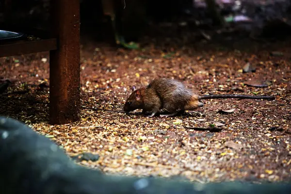 stock image The sewage rat or by another name the Norwegian rat is a type of rat originating from Asia that generally lives in the streets or gutters.