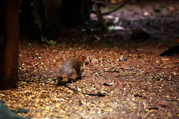 stock image The sewage rat or by another name the Norwegian rat is a type of rat originating from Asia that generally lives in the streets or gutters.