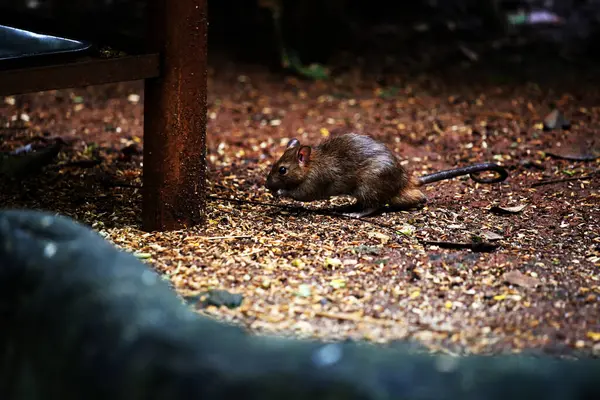 stock image The sewage rat or by another name the Norwegian rat is a type of rat originating from Asia that generally lives in the streets or gutters.