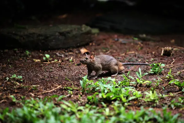 stock image The sewage rat or by another name the Norwegian rat is a type of rat originating from Asia that generally lives in the streets or gutters.