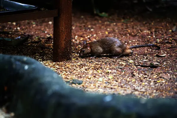 stock image The sewage rat or by another name the Norwegian rat is a type of rat originating from Asia that generally lives in the streets or gutters.
