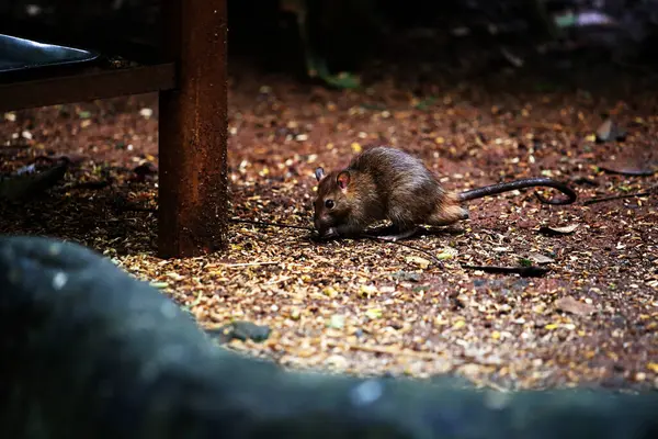 Lağım faresi ya da başka bir isimle Norveçli sıçan, genellikle sokaklarda ya da kanallarda yaşayan Asya kökenli bir tür faredir..