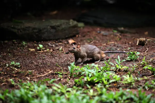 stock image The sewage rat or by another name the Norwegian rat is a type of rat originating from Asia that generally lives in the streets or gutters.