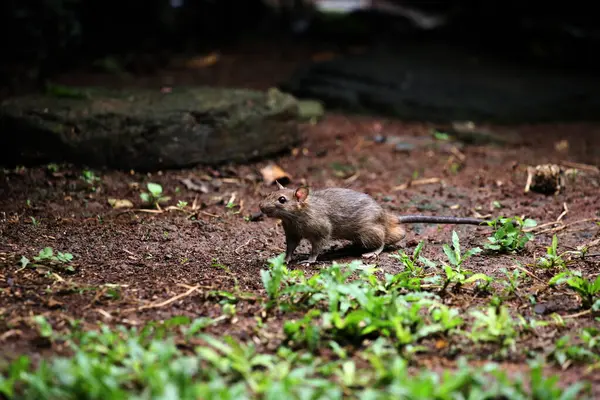 stock image The sewage rat or by another name the Norwegian rat is a type of rat originating from Asia that generally lives in the streets or gutters.