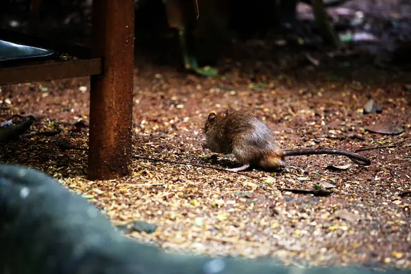 stock image The sewage rat or by another name the Norwegian rat is a type of rat originating from Asia that generally lives in the streets or gutters.