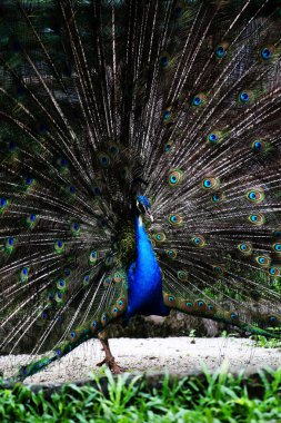 Mavi tavus kuşu ya da bilimsel adı Pavo Cristatus olan Hintli tavus kuşu. Erkeklerin dişileri çekmek için kuyrukları olur.