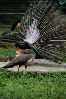Mavi tavus kuşu ya da bilimsel adı Pavo Cristatus olan Hintli tavus kuşu. Erkeklerin dişileri çekmek için kuyrukları olur.