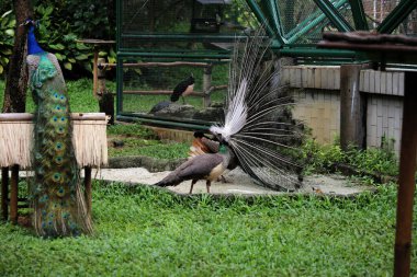 Mavi tavus kuşu ya da bilimsel adı Pavo Cristatus olan Hintli tavus kuşu. Erkeklerin dişileri çekmek için kuyrukları olur.