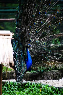 Mavi tavus kuşu ya da bilimsel adı Pavo Cristatus olan Hintli tavus kuşu. Erkeklerin dişileri çekmek için kuyrukları olur.