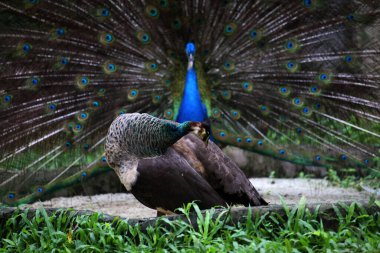 Mavi tavus kuşu ya da bilimsel adı Pavo Cristatus olan Hintli tavus kuşu. Erkeklerin dişileri çekmek için kuyrukları olur.