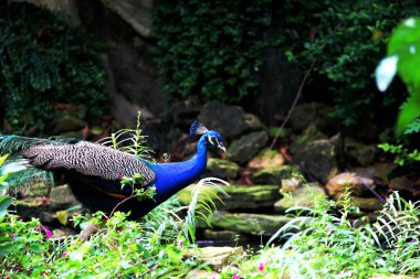 Mavi tavus kuşu ya da bilimsel adı Pavo Cristatus olan Hintli tavus kuşu. Erkeklerin dişileri çekmek için kuyrukları olur.