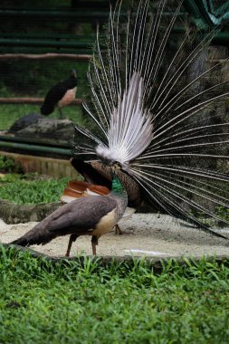 Mavi tavus kuşu ya da bilimsel adı Pavo Cristatus olan Hintli tavus kuşu. Erkeklerin dişileri çekmek için kuyrukları olur.